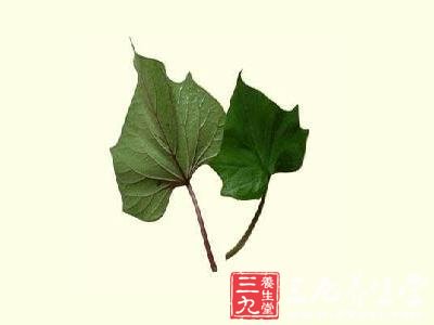红薯叶治蜈蚣咬伤