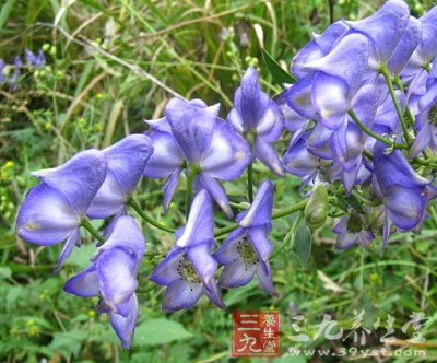 草乌茶制法及功效