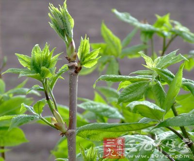 辽东楤木根皮醇提取物和人参茎叶总皂苷对过度训练大鼠海马bdgf和ngf