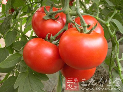 鲜西红柿治高血压