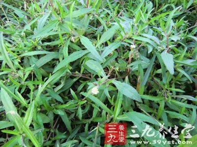 治疗<em>白发</em>的<em>偏方</em>7-三九养生堂