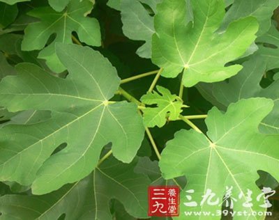 无花果叶子
