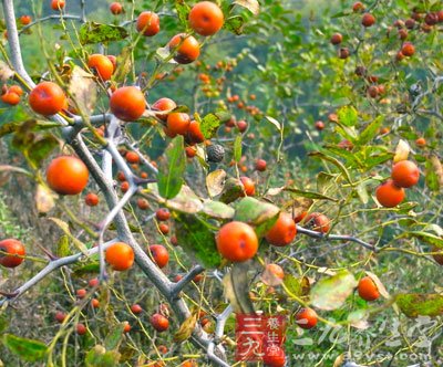 虎骨健身养心酒-三九养生堂