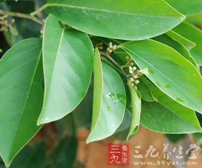 药用 丁公藤风湿药酒