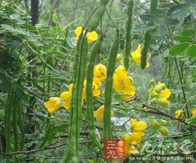 蛇伤治酒_药酒大全_中医保健