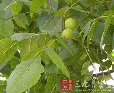 治疗<em>白发</em>的<em>偏方</em>15-三九养生堂