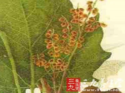 肛窦炎方一大黄元明煎