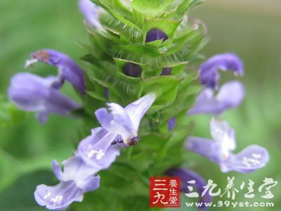 化脓性睾丸炎中药方剂