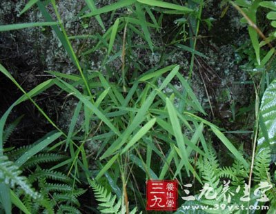 笔仔草