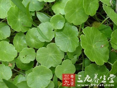 肝硬化腹水中药方剂