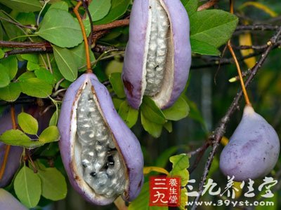 尿道炎中药方剂