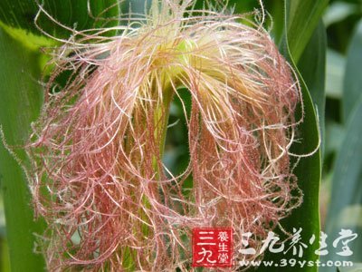 玉米花治高血压