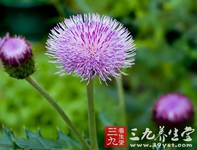 【拼音名】huī jì   【别名】大蓟 【来源】   药材基源:为菊科