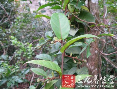 【别名】过山龙,惊风红,夜牵牛,虎三头,大木菊,软骨山川,藤牛七,蔓