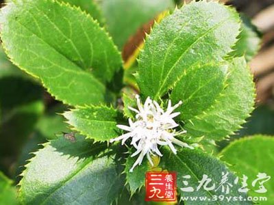 经期延长中药方剂