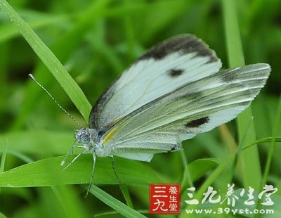 ★白粉蝶,金粉蝶,聊斋志异2粉蝶,聊斋之粉蝶-白