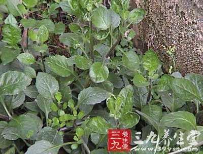 白背三七茎叶 - 三九养生堂