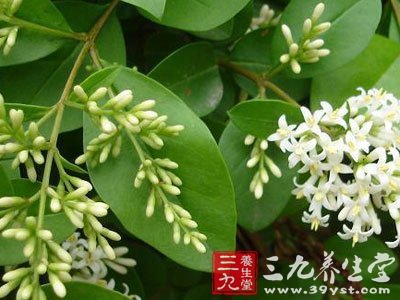 月经病方十一-三九养生堂