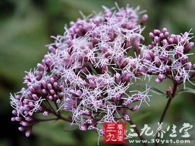 闭经常用有效治疗偏方