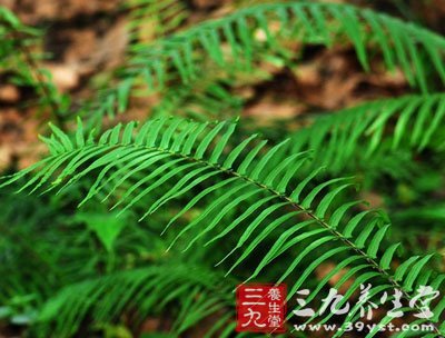 扒地蜈蚣 - 中草药大全 - 三九养生堂(m.39yst.com)