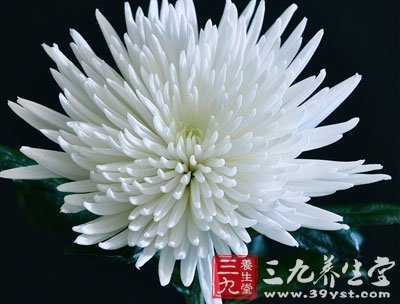 白菊花根