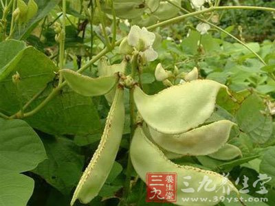 白扁豆)籽10两