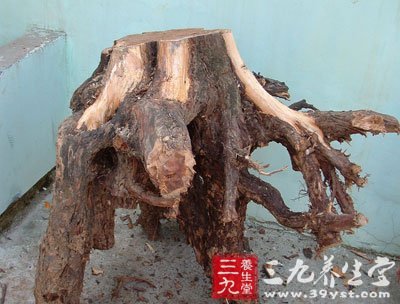 柏树根