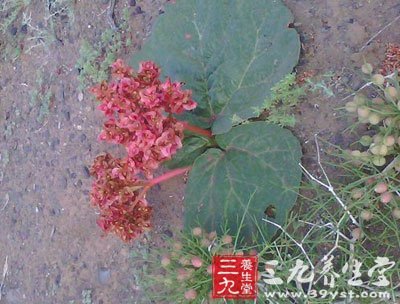 养生堂 养生百科 中草药大全       【拼音名】bái lín