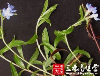 1.大紫草全草含芸香甙0.25一0.44%或0