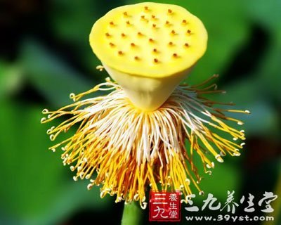 莲须