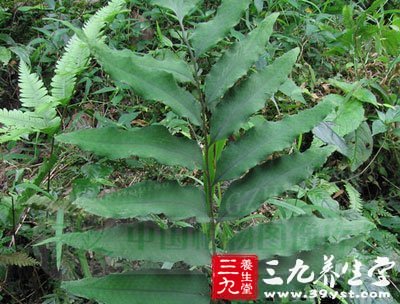 i jué gu&agre;n zh&ogre;nɡ 【别名】贯众