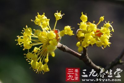 五子衍宗丸由来