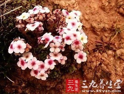 méi 【来源】 药材基源:为报春花科植物匙叶点地梅的图片
