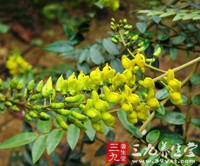 山豆根