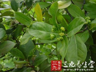 急性黄疸性病毒肝炎中药方剂