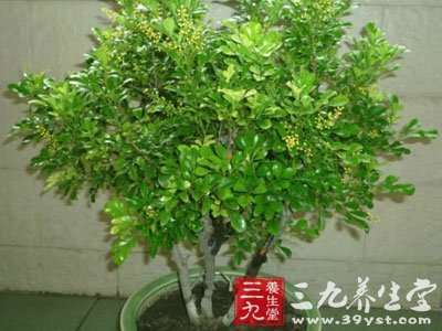 心慌胸闷的偏方