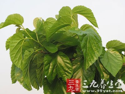 支气管扩张咯血中药方剂