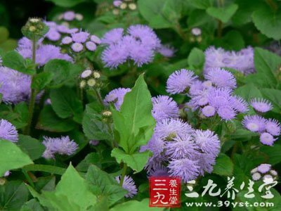 病毒性脑炎中药方剂