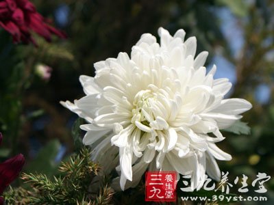 除治蝴蝶斑妙方