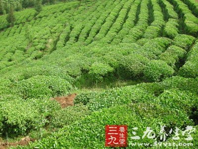 秋天喝養(yǎng)生茶要按照身體條件選茶