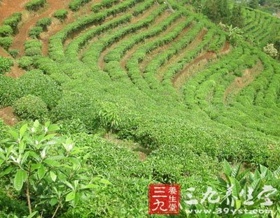 秋天喝養(yǎng)生茶要按照身體條件選茶