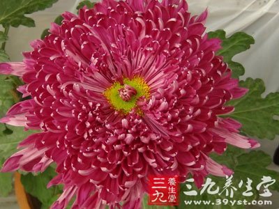 治疗眼疲劳验方