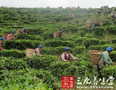 “绿色”茶养生更天然