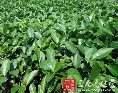 新茶的存儲方法你知多少