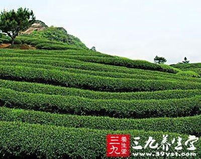 綠茶減肥的配方你知多少