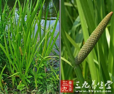 本方由益智仁,川卑解,石菖蒲,乌药,(一方加茯苓,甘草梢)诸药组成