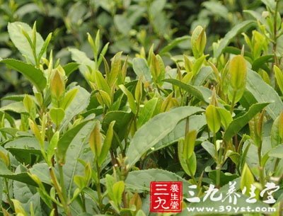 用茶葉美容養(yǎng)顏護膚你會嗎