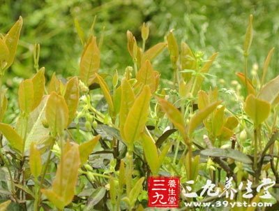 用茶葉美容養(yǎng)顏護膚你會嗎