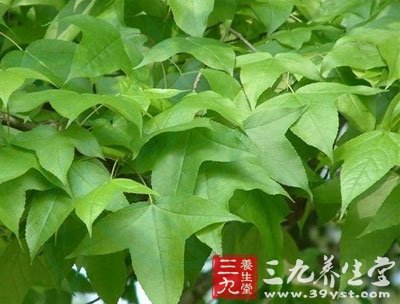 枫树_中草药大全_中药本草_养生百科_三九养生堂