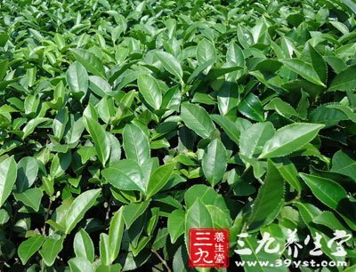 四个方法让你储存茶叶不“喝水”